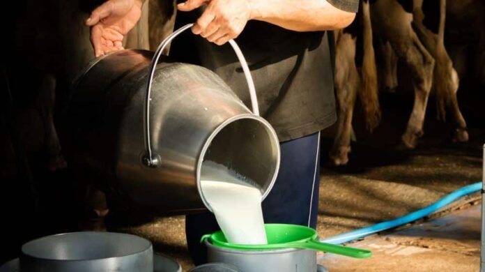 Okara, 5 thousand liters of chemically prepared milk was seized